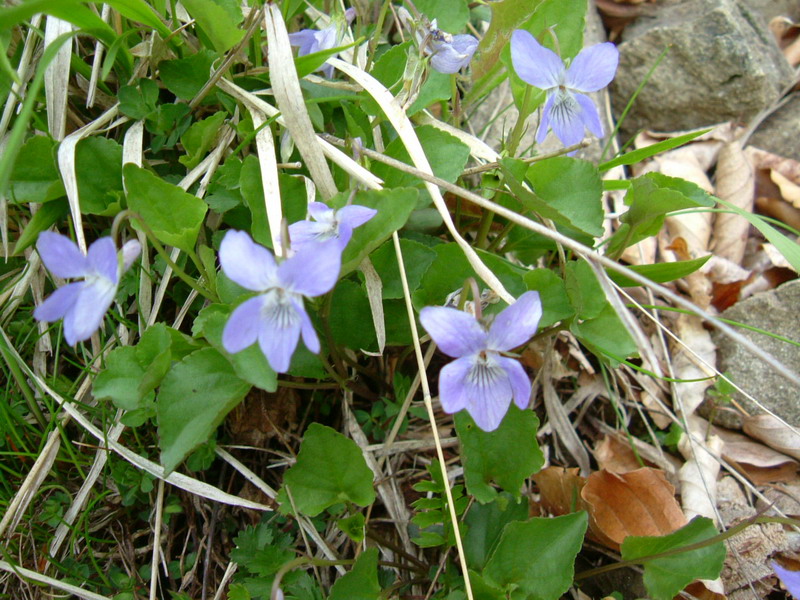 Sorgenti del Secchia  - Viola riviniana